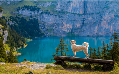 image for Summer Vacation with Your Dog