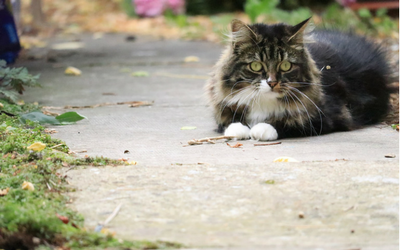 image for Pet Poison Prevention Week - March 18-24