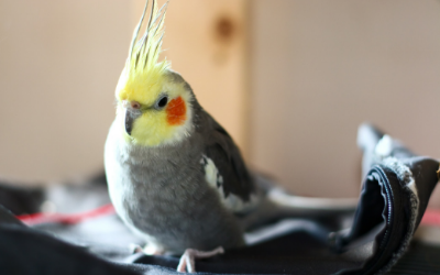 image for January is Adopt a Rescued Bird Month