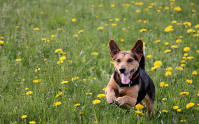 image for Fitness Trackers for Pets