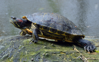 image for Invasive Species Awareness Day
